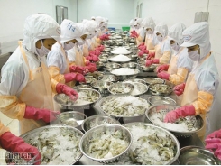 Small production 'hindered' Vietnamese shrimp industry