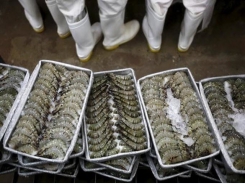 Seafood exports to China continues to fall amidst trade spat