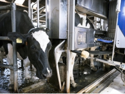 Flaxseed additives may boost dairy cow health, milk production