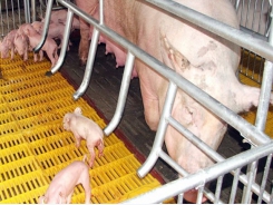 Phòng chống dịch tả lợn Châu Phi: Cảnh giác cao độ mùa mưa