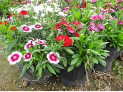 Kỹ thuật trồng hoa cẩm chướng trong chậu cho ban công thêm lãng mạn