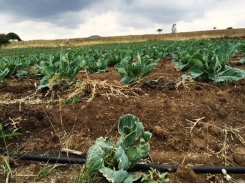 Know the facts before switching irrigation systems