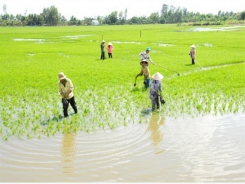 Biện pháp hạn chế tác hại của phèn, mặn ở ruộng lúa