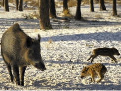 African swine fever vaccine for wild boars in works