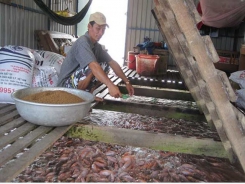 EU refuses 17 batches of Vietnamese seafood, almond kernels