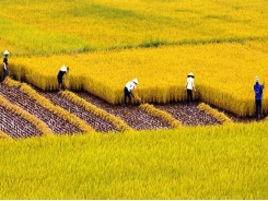 Vietnam, China look to increase rice trade cooperation