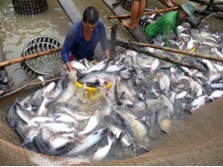 Japan among top 10 importers of Việt Nam’s tra fish for first time