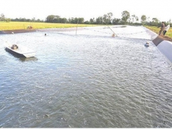 Tra fish breeders face heavy losses from low prices