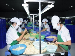 VN cashew sector opposes new pest control regulations