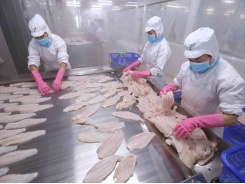 Japan among top 10 importers of Vietnam’s tra fish for first time