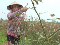 Thu nhập hàng trăm triệu đồng từ nghề ươm cây giống