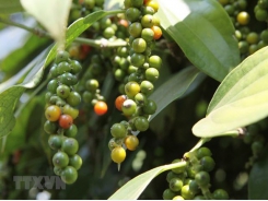 Peppercorn exports: volume up, value down