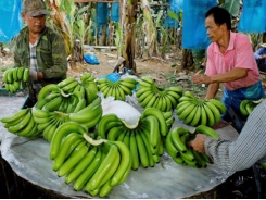 Banana to become Laos’ major agricultural export