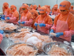 CPTPP – a driver of shrimp export to Canada
