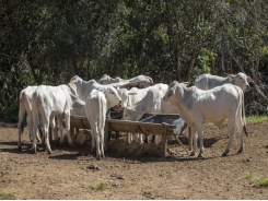 Encapsulated additives may boost meat tenderness in feedlot cattle