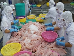 Catfish exports to China and US down, Vietnam puts hope on EU market