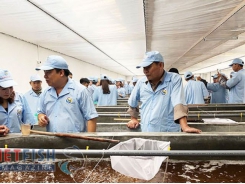 Launch of high quality post larvae by Viet-Uc Seafood Corporation
