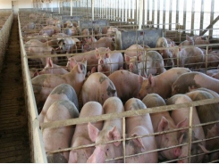 Study confirms optimum calcium:phosphorus ratio for mid-weight pigs