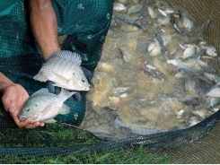 Streptococcus vaccine offers hope for tilapia sector