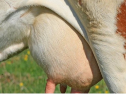 Best practices may reduce environmental mastitis cases