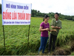 Triển vọng từ giống lúa thuần DQ11