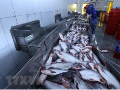Tra fish shipments to US, China fall