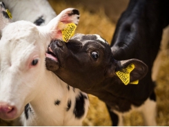 Sodium butyrate may boost gain, feed efficiency in weaned heifers