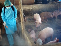 Một số lưu ý về phòng trị bệnh Dịch tả lợn Châu Phi