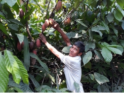 Hiệu quả từ trồng ca cao xen trong vườn dừa tại Vĩnh Long