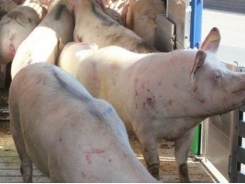 How do cull sows respond to transport to slaughter?