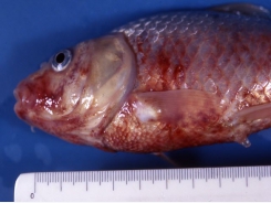 Fish disease - Haemorrhagic organs