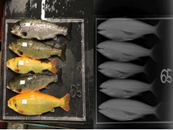 Does gene editing impact salmon growth or welfare?