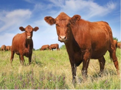 Grass tetany preventable in grazing beef cows