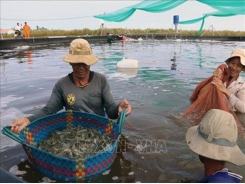 Làm bể lót bạt nuôi tôm thẻ dày đặc, dân trúng lớn tại Kiên Giang