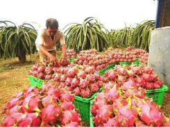 Dragon fruit price breaks record due to prolonged hot weather