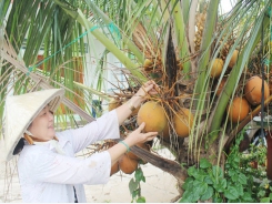 Thu nhập hàng trăm triệu đồng/năm nhờ trồng dừa