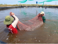 Kiên Giang’s district expands two-stage industrial shrimp farming