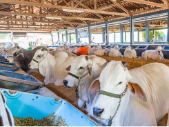 Corn processing method may boost cow growth, energy