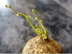 Kỹ thuật trồng củ đậu bằng chậu tại nhà đơn giản, ăn giải nhiệt và bổ dưỡng