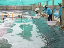 Bến Tre expands two-stage industrial shrimp farming