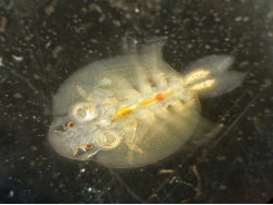 Fish disease - Fish lice