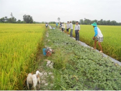 Dưa hấu lót lưới trên bờ bao ruộng lúa