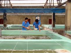 Ninh Thuận a boom town for quality shrimp fry production