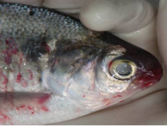 Fish disease - Eye lesions