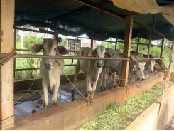 Sử dụng biogas trong chăn nuôi, giảm ô nhiễm môi trường