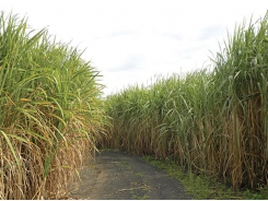 Sugar cane: prevent soil compaction and improve yield