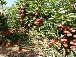 Luc Ngan lychee yields some 80,000 tonnes