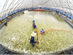 Vietnam's agriculture applies science-technology for sustainable development