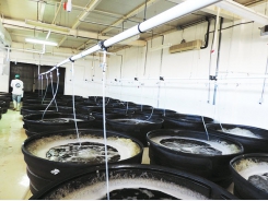 Mineral extract reduces EMS, WSSV impacts in Pacific white shrimp