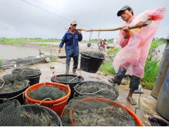 Shrimp farming faces challenges due to misinformation